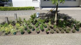 GäM2 legt bienenfreundliches Staudenbeet an